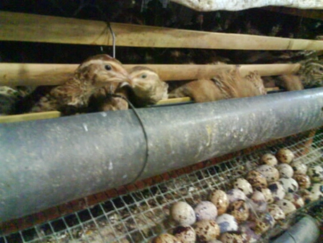 Ketua RT Sulap Lahan Tidur Jadi Peluang Bisnis Lewat Ternak Puyuh
