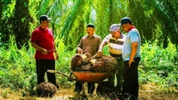 BPDP dan LPP Agro Nusantara Kerjasama Dorong Produktivitas Sawit Swadaya di Riau