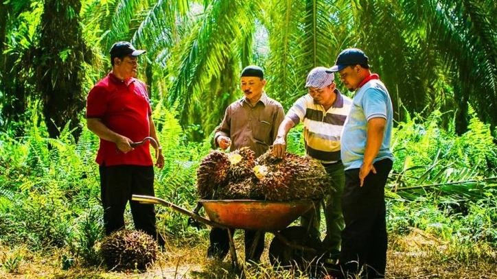 BPDP dan LPP Agro Nusantara Kerjasama Dorong Produktivitas Sawit Swadaya di Riau