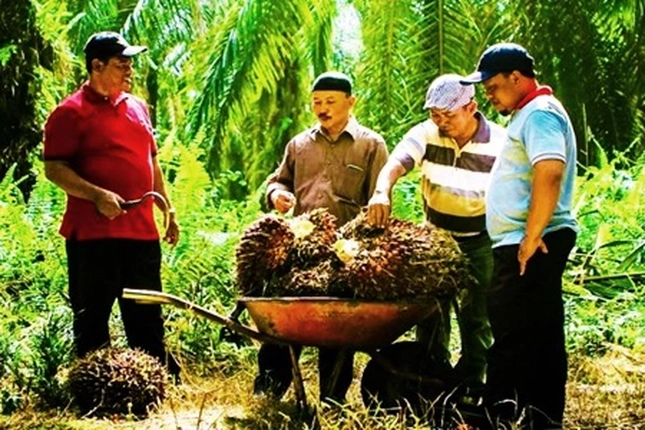 BPDP dan LPP Agro Nusantara Kerjasama Dorong Produktivitas Sawit Swadaya di Riau
