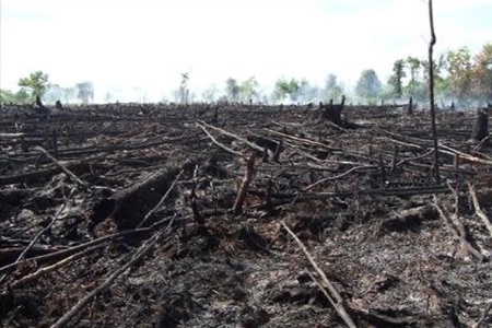 Lahan Gambut Seluas 15.738 Hektare di Riau Rawan Terjadinya Karhutla, Kata Kemenhut