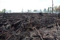 Lahan Gambut Seluas 15.738 Hektare di Riau Rawan Terjadinya Karhutla, Kata Kemenhut
