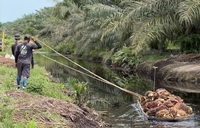 Jangan Menanam Sawit di Sempadan Sungai Seperti Dilakukan PT Musim Mas, Prof Hariyadi: ISPO Sudah Jelas Atur Batas Konservasi Kebun Sawit