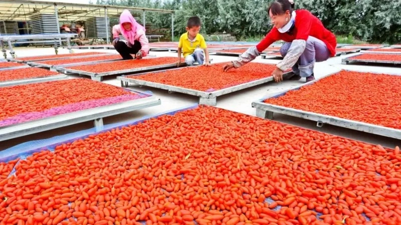 Goji Beri Buah Bisa Buat Awet Muda dan Usia Panjang hingga 100 Tahun