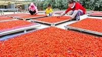 Goji Beri Buah Bisa Buat Awet Muda dan Usia Panjang hingga 100 Tahun