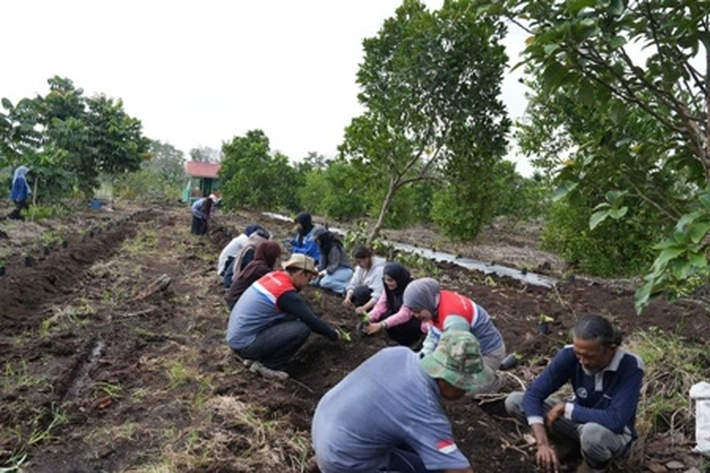 PT Pertamina Patra Niaga Refinery Unit Dumai Bina Pokmas Alam Tani Tanam Bibit Kopi Robusta di Lahan Gambut