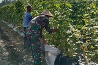Babinsa Dorong Perekonomian Warga untuk Ekonomi Produktif di Payakumbuh