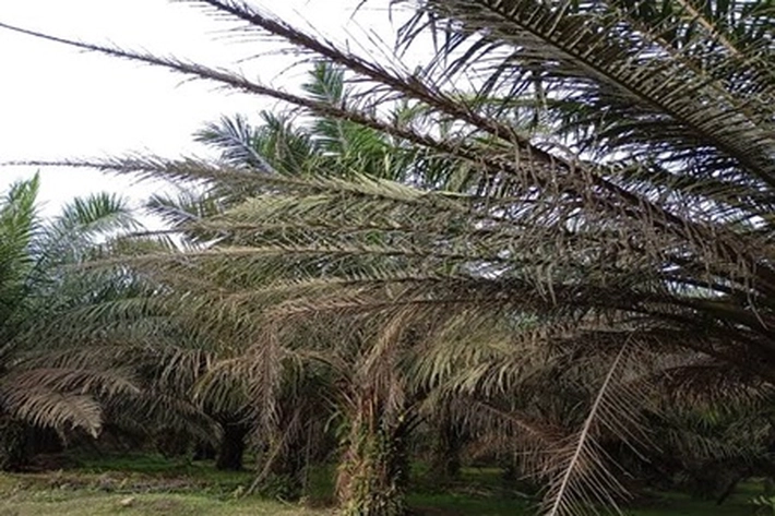 Dampak Kemarau Panjang Terlihat Lahan Kebun Semakin Kering dan Berkurangnya Ketersediaan Air