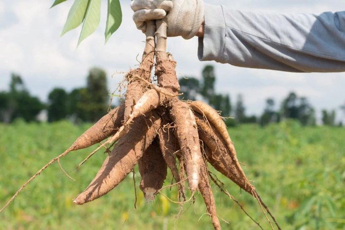 Singkong, Perlambang Identitas dan Makanan Rakyat yang Berjasa di Masa Gelap
