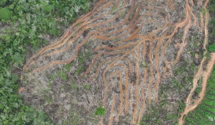 Hutan Alam Indonesia Makin Terpuruk, Mengapa Deforestasi Terus Menggila?