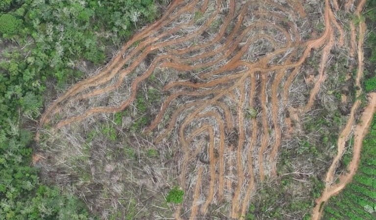 Hutan Alam Indonesia Makin Terpuruk, Mengapa Deforestasi Terus Menggila?