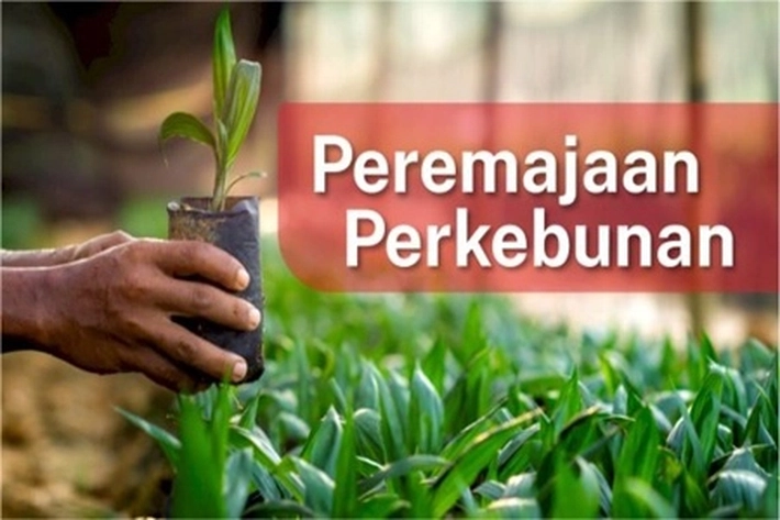 Program Peremajaan Sawit Rakyat untuk Riau Seluas 55 Ribu Hektare Telan Dana Rp1,9 Triliun