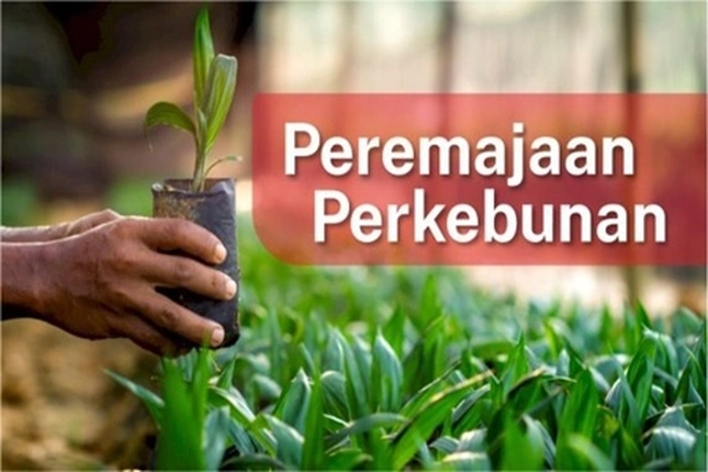 Program Peremajaan Sawit Rakyat untuk Riau Seluas 55 Ribu Hektare Telan Dana Rp1,9 Triliun