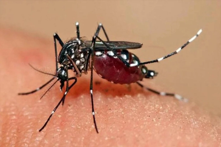 Usai Kabut Asap, Pekanbaru Mulai Diserang Demam Berdarah Dengue