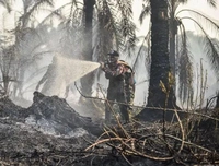 Karhutla Terus Berulang Buat 'Pulau Sumatera Tak Bisa Bebas dari Kabut Asap', Walhi: 'Perusahaan Tidak dapat Dipisahkan dari Praktik Eksploitasi'