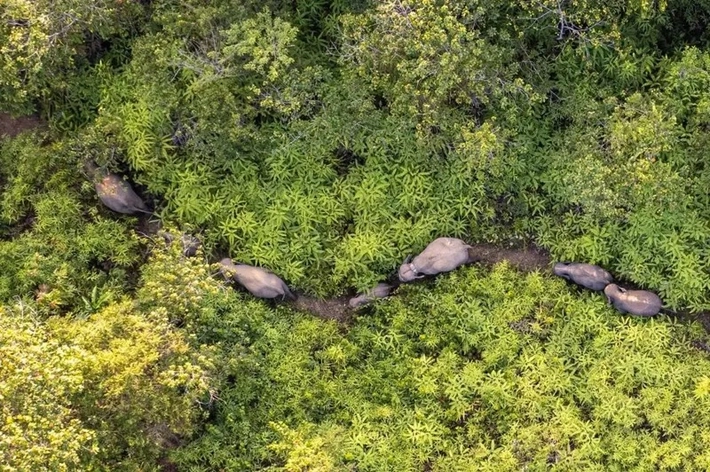 Gajah Sumatra Terbunuh dengan Luka Tembak di Kawasan Lindung Blok Ukui, BBKSDA Riau: Ada yang Membusuk Sampai Aksi Perburuan Ilegal