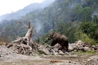Konflik Manusia dan Gajah Sumatera ‘Kian Terjepit’ karena Imbas dari Hutan yang Beralih Jadi Kebun Sawit