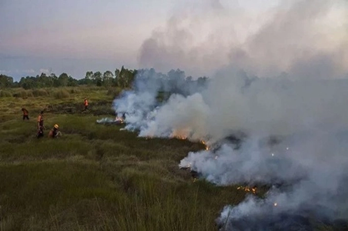 APHI Dukung Rencana Pemerintah Evaluasi Aturan Pembukaan Lahan dengan Cara Membakar