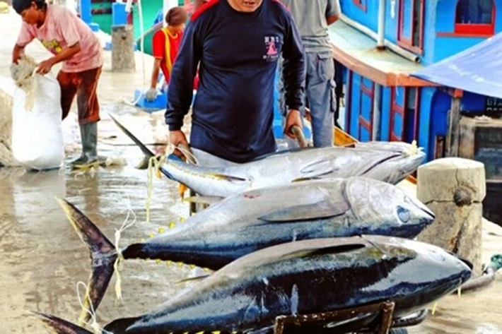 Laut Indonesia Membentang Seluas 3,25 Juta Km², Kemana Saja Hasil Lautnya Diekspor?