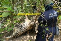BBKSDA Masih Tunggu Hasil Uji DNA Soal Keterlibatan Harimau Sumatera yang Berkomplik dengan Manusia