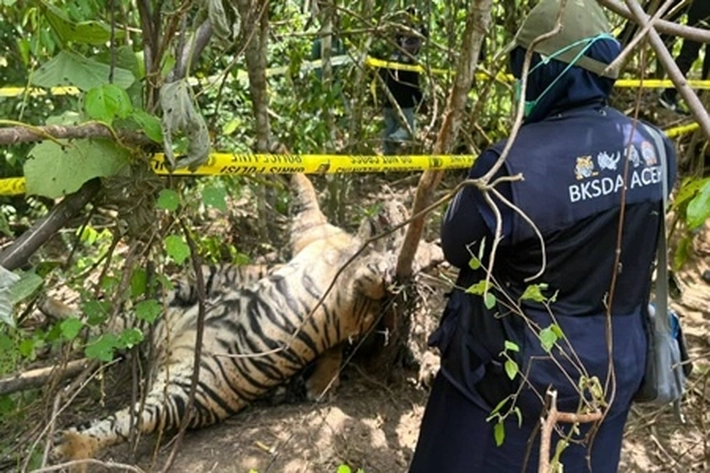 BBKSDA Masih Tunggu Hasil Uji DNA Soal Keterlibatan Harimau Sumatera yang Berkomplik dengan Manusia