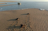 Penyu Datang ke Daratan Pantai Berpasir untuk Bertelur, Lalu Kembali ke Laut