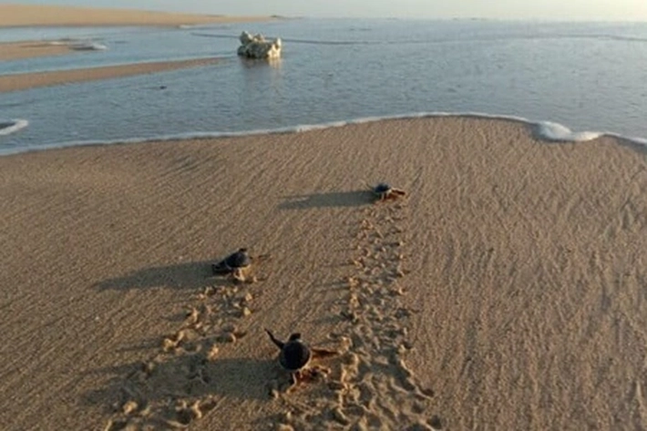 Penyu Datang ke Daratan Pantai Berpasir untuk Bertelur, Lalu Kembali ke Laut
