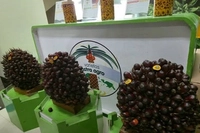 Astra Agro Terapkan Empat Strategi untuk Optimalkan Produktivitas Lahan Kelapa Sawit