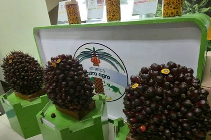 Astra Agro Terapkan Empat Strategi untuk Optimalkan Produktivitas Lahan Kelapa Sawit