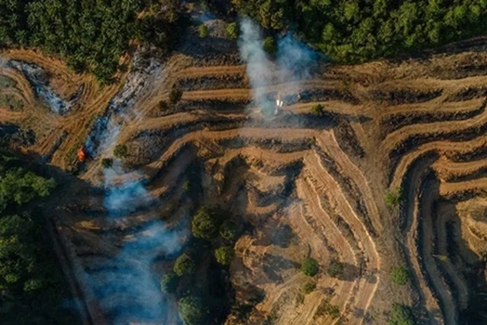 Seluas 12,7 Juta Hektare Hutan Rusak akan Digunakan untuk Proyek Biodiesel, Kata Hashim Djojohadikusumo