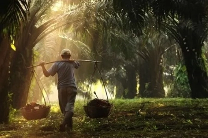 Produksi Sawit Indonesia Diperkirakan Susut dan Turun Akibat El Nino