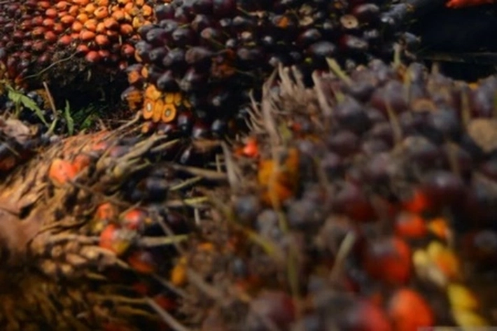 Produksi Sawit Indonesia Diperkirakan Susut dan Turun Akibat El Nino